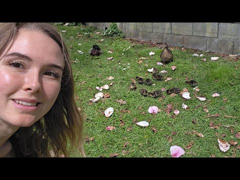 Walk with me in nature , see some cute ducklings along the