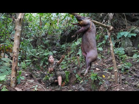 Detect traces of wild boars,set traps to catch pigs