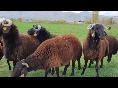 DAMIZLIK MOR KARAMAN KOÇ ADAYLARI