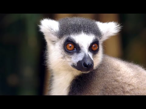 Madagascar, l'île aux mille visages