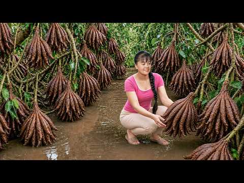 Harvesting Rare Buddha's Hand Fruit to Sell at Market