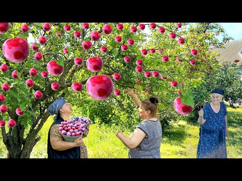 Plum Harvest | Making Plum Appetizers