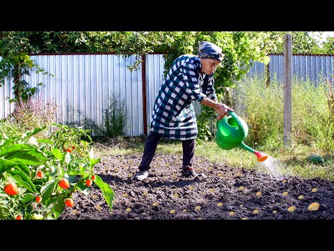 Sowing Seeds in our Garden and Cooking Turkish Borek and