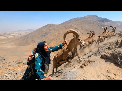 Tuba encountered a herd of wild goats Amazing discovery