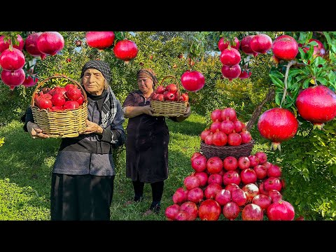 Grandmother Picked Fresh Pomegranates from Her Branch | A