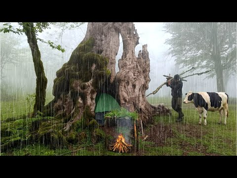 Solo Camping Inside a Strange Tree Trunk in Rain and Fog –