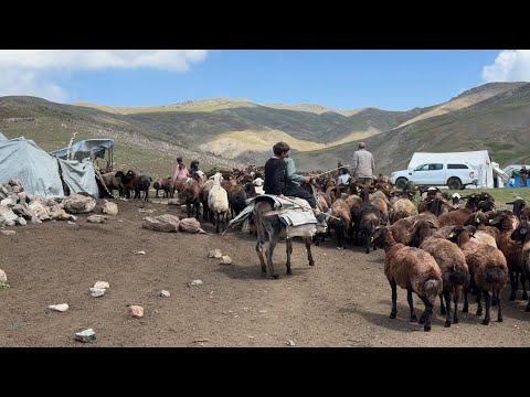 YÜKSEK RAKIMLARDA OBALAR - ÇOBAN HAKKI -SOĞUK DAĞLAR