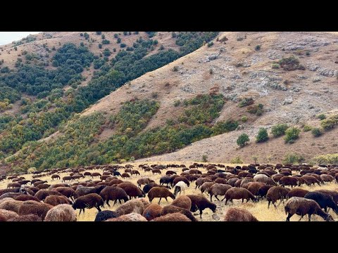 ARMUT AĞAÇLARINA SALDIRAN KOYUNLAR- GECE SABAHA KADAR