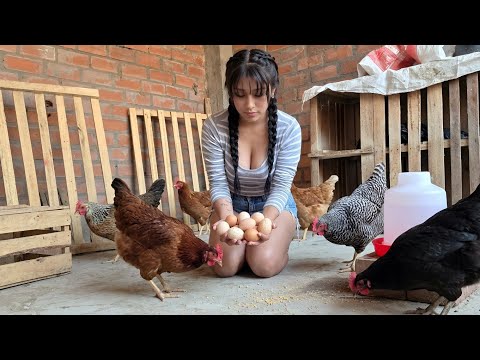 Asi es la producción diaria de mis GALLINAS CRIOLLAS