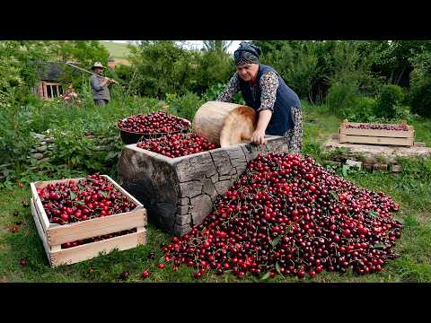 Cherry Harvest Season – Preserving Summer for Winter