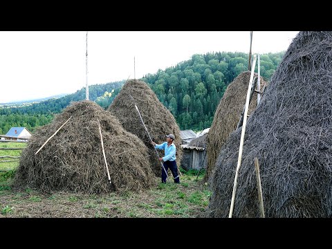 Life in Shoria. A Day in a remote village in wild forest -