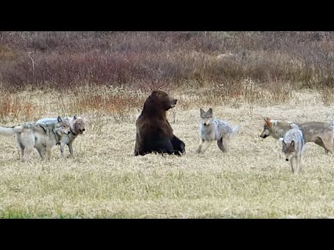 Six Wolves Take Down a Grizzly's Meal in Seconds