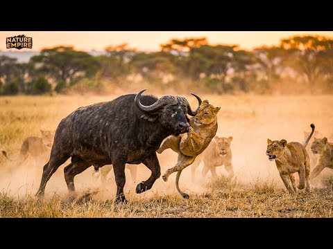 ASLANLAR VS BUFALOLAR Afrika Savanında Hayatta Kalma