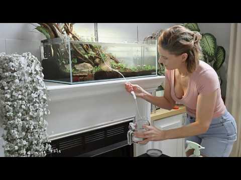 Adding 20 Red Cherry Shrimp LANDEN 75S shallow Aquascape