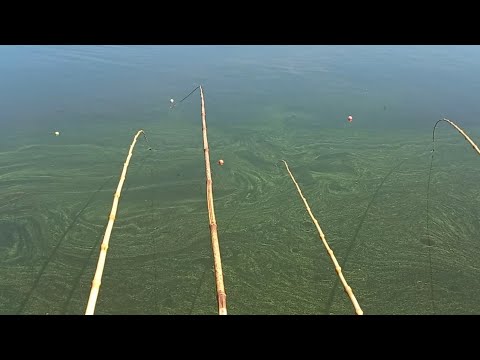 Pescaria de tilapia selvagens Gigantes no bichinho de