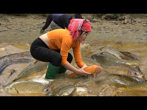 Girl Fishing | Harvesting A Lot Of Big Fish At Pond Goes To