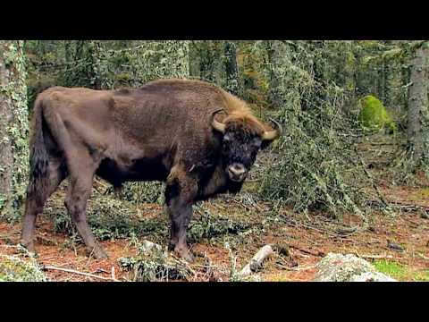 France : la forêt enchantée