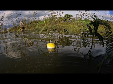 Pescaria no Rio turvo de Tucunaré e Traíra quando a bóia