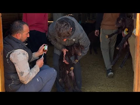 KUZULARI MERAYA HAZIRLAMA- SON DOĞUMLAR
