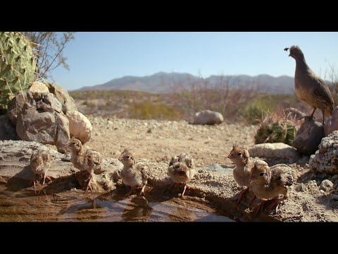100 + Degree Temps Who needs WATER?