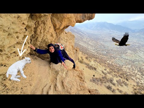 Kulthum's dangerous journey to find the runaway sheep: Rock