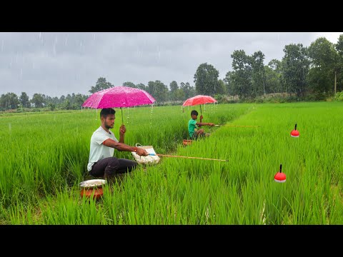 Fishing Video Fishing in the rice fields during heavy