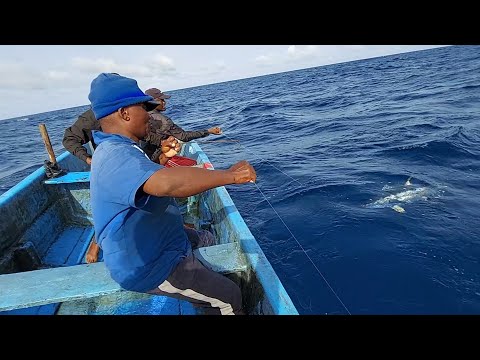 fishing for yellowfin tuna fish catching skills handline