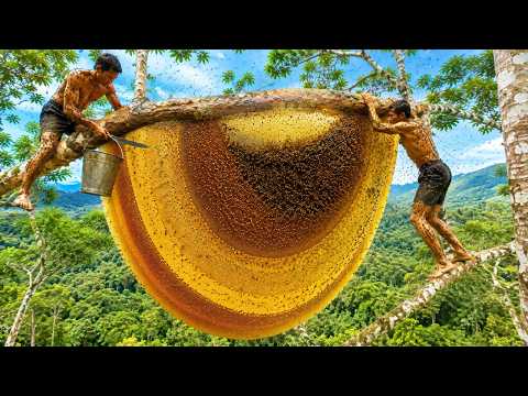 A Perilous Wild Honey Hunt Harvesting a Giant Wild