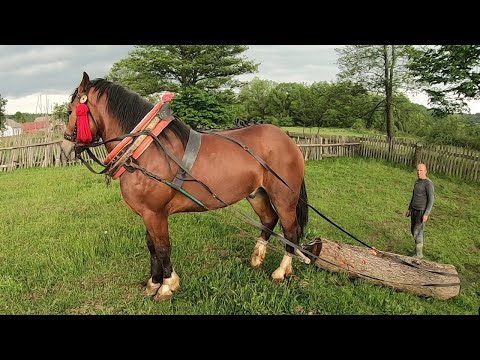 ПРОБА ЖЕРЕБЦЯ/ЖЕРЕБЕЦЬ НА ПРОДАЖУ/Коні Ваговози/Коні в