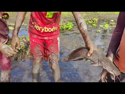 Unbelievable Very Big Fish Catching By Hand In Mud