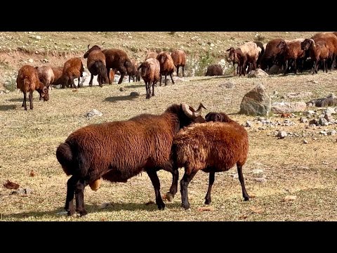 2024 GELENEKSEL KOÇ KATIMI
