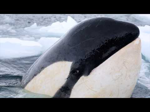 Close Encounter with B1 Killer Whales, Antarctica