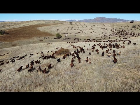 KAYBOLAN KÜÇÜK KUZUYU SAATLERCE ARADIK -10 DERECEYE VARAN