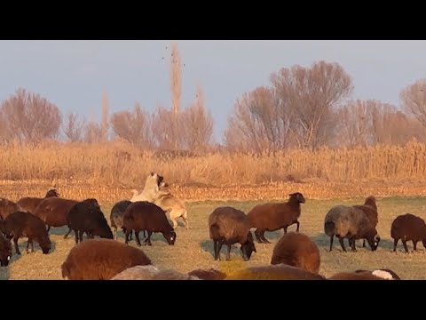 ÇELENG KÖPEĞİ GÖRÜR GÖRMEZ ÜSTÜNE ATLADI