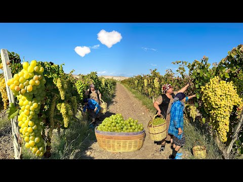 HARVESTING 20 KG GRAPE | MAKING GRAPE JAM AND PIE