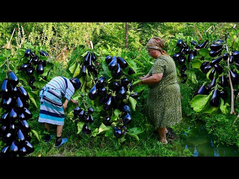 Harvesting Fresh Eggplant, Tomato and Cucumber! Preparing
