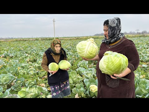 Cabbage Harvest! Making a Unusual Azerbaijani Dolma Recipe