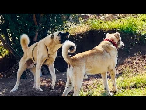 BOĞUŞ KÖPEĞİ vs HIRÇO BİROL BAŞYİĞİTLE DAĞLARDAYIZ