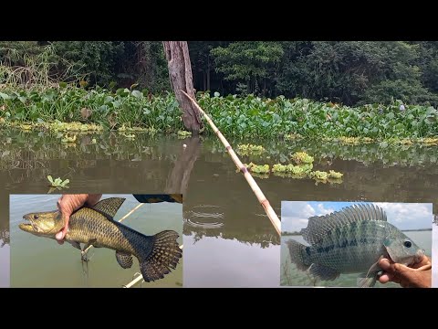 Pescaria Raiz na Ilha das tilapias selvagens teve até