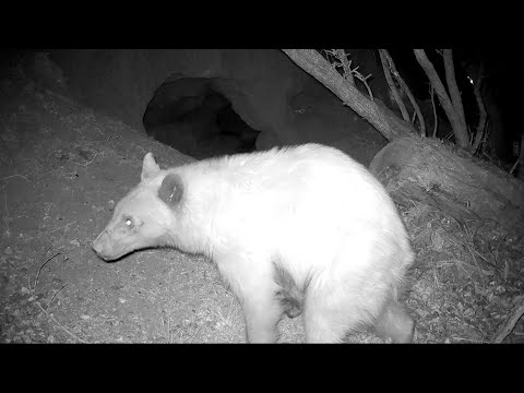 A "BEAR" shows up at the lion Cave