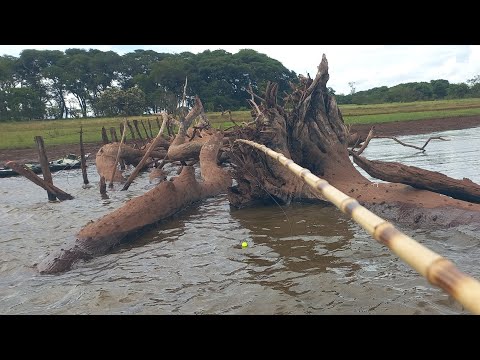 Pescaria de tucunare gigante no bambu e porquinho os