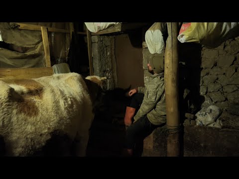 -2 Derecede Gece Yarısı Çiftlik Yolculuğu Şap Hastası ve