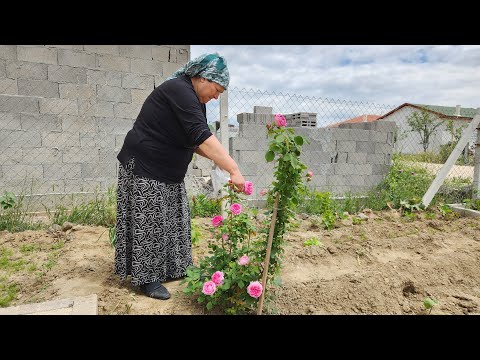 GÜL HASATI LAHANA FİDELERİ EKTİK BAH İŞLERİ BİTMİYOR