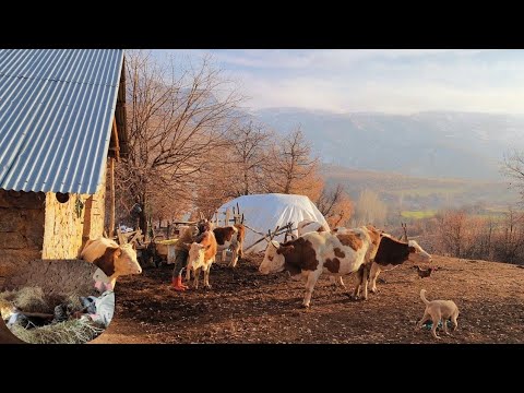 Yüksek dağ köyünde tek yaşayan adamın huzuru buluşu The