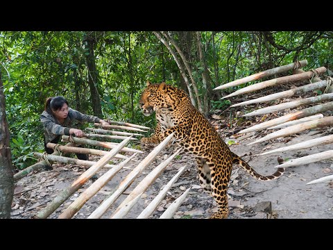 robbed of prey in the wild, immediately set traps to catch