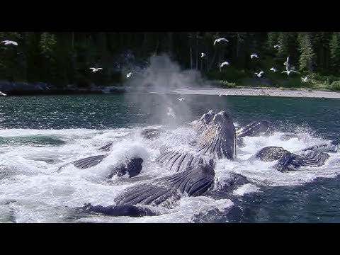 Whales' Bubble Net Fishing Nature's Great Events BBC
