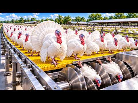 How White Turkeys Are Raised and Processed for Meat Farm
