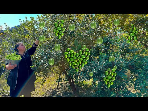 Harvesting Fresh Feijoa and Making Delicious Drinks in the