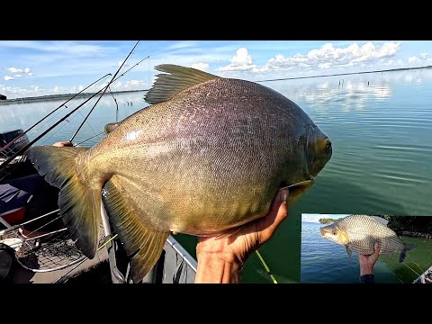 Aqui só tem Peixe de medida veja os gigantes arrastando