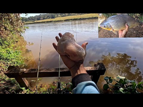 Pescaria de Piauçu e pacu no Peito de frango Os gigantes